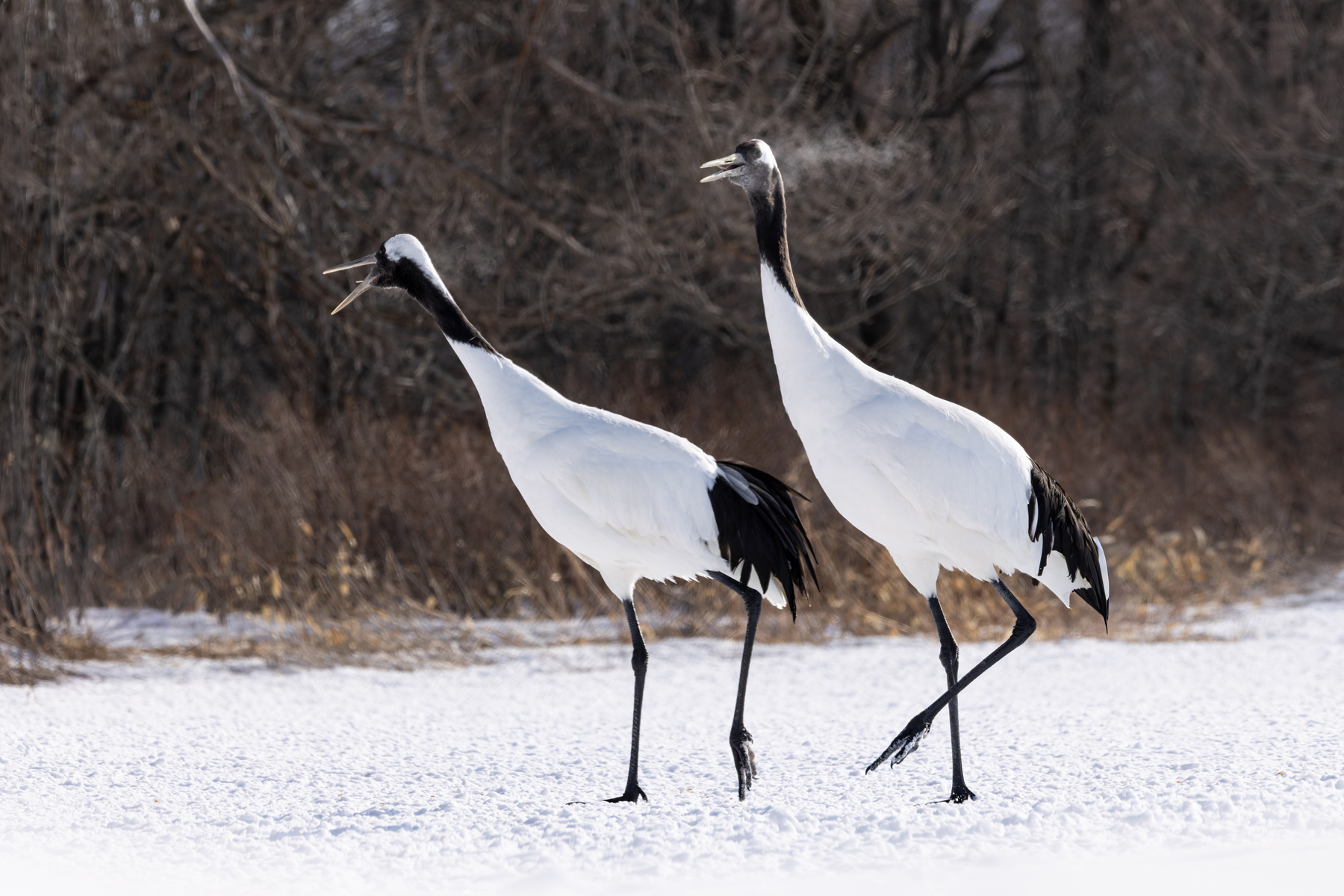 Red-crowned Crane pair, their icy breath showing how cold it is! (Image by Mike Watson)