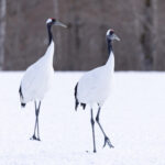 Stately Red-crowned Crane pair (Image by Mike Watson)