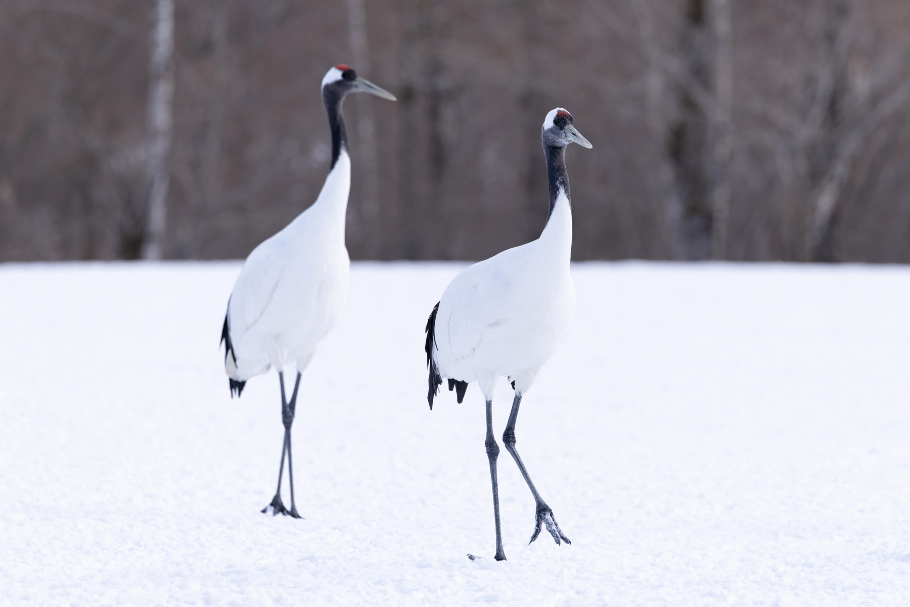 Stately Red-crowned Crane pair (Image by Mike Watson)