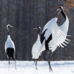 Red-crowned Crane looking back (Image by Mike Watson)