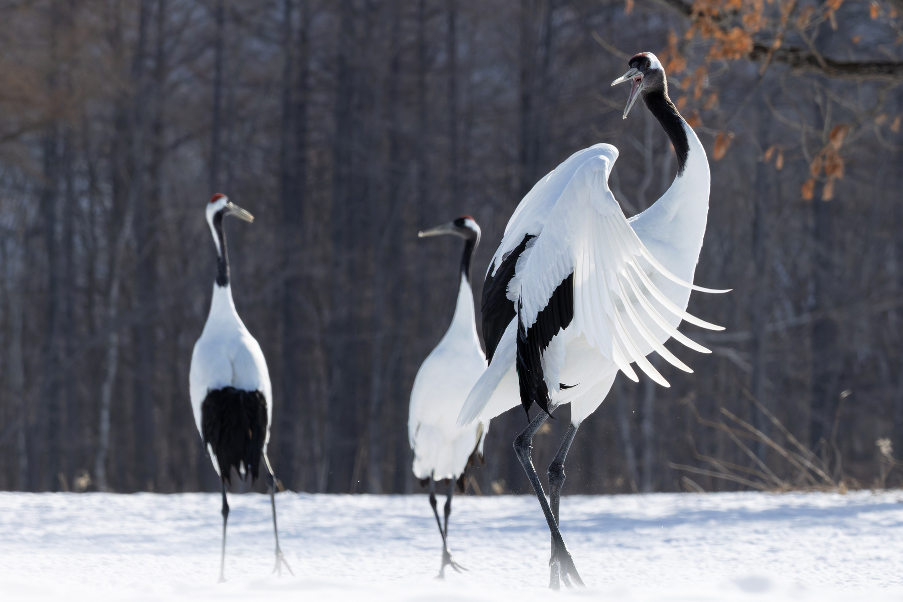 Red-crowned Crane looking back (Image by Mike Watson)