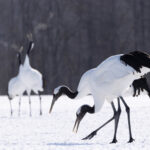 Red-crowned Crane grain between the mandibles/icy breath combo (Image by Mike Watson)