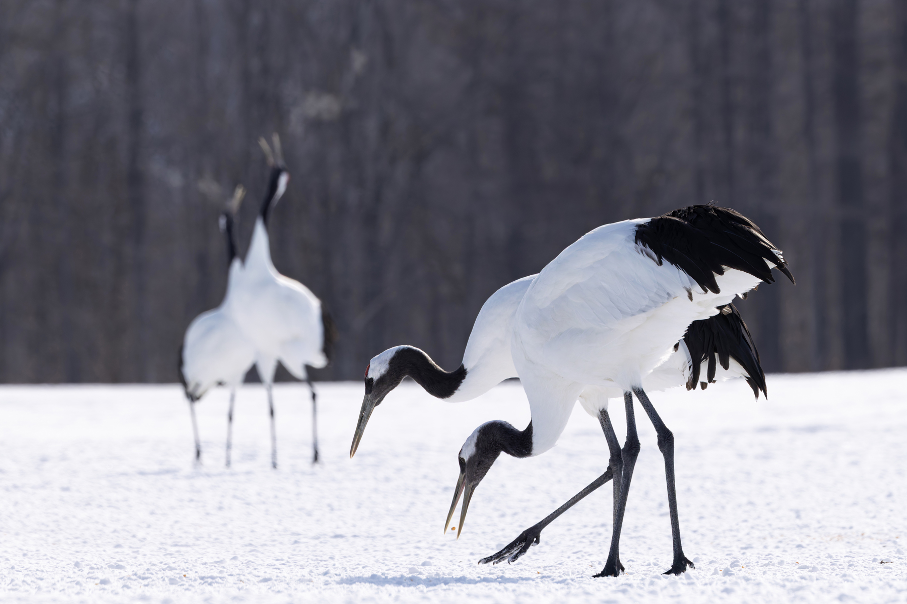 Red-crowned Crane grain between the mandibles/icy breath combo (Image by Mike Watson)