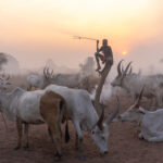 Mundari children become experts at handling ropes and cows from a young age (image by Inger Vandyke)