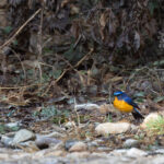 Rufous-breasted Bush Robin, a sought after Himalayan bird! (Image by Mike Watson)