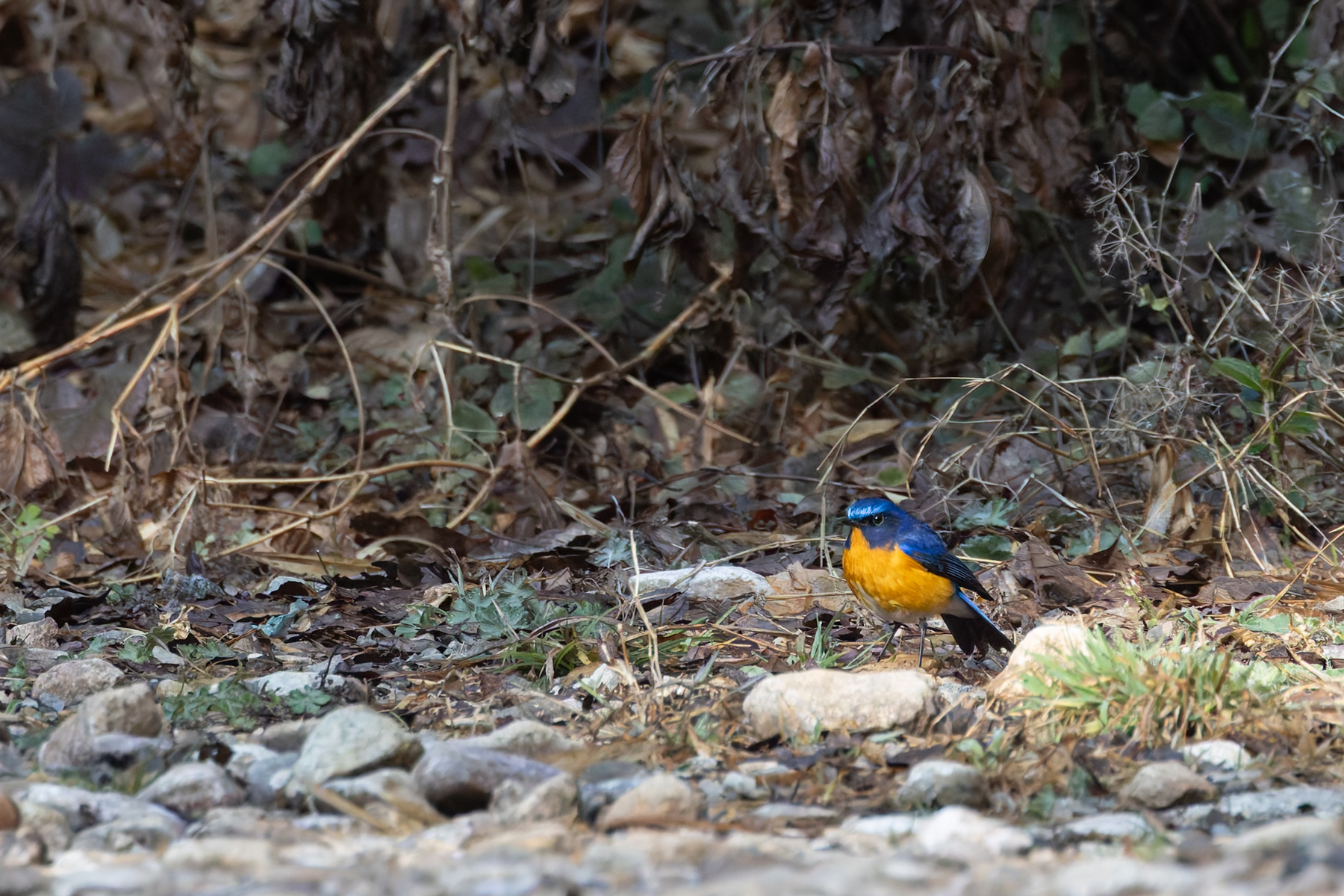 Rufous-breasted Bush Robin, a sought after Himalayan bird! (Image by Mike Watson)