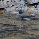 Rufous-gorgeted Flycatcher, common in the mountain forests (Image by Mike Watson)
