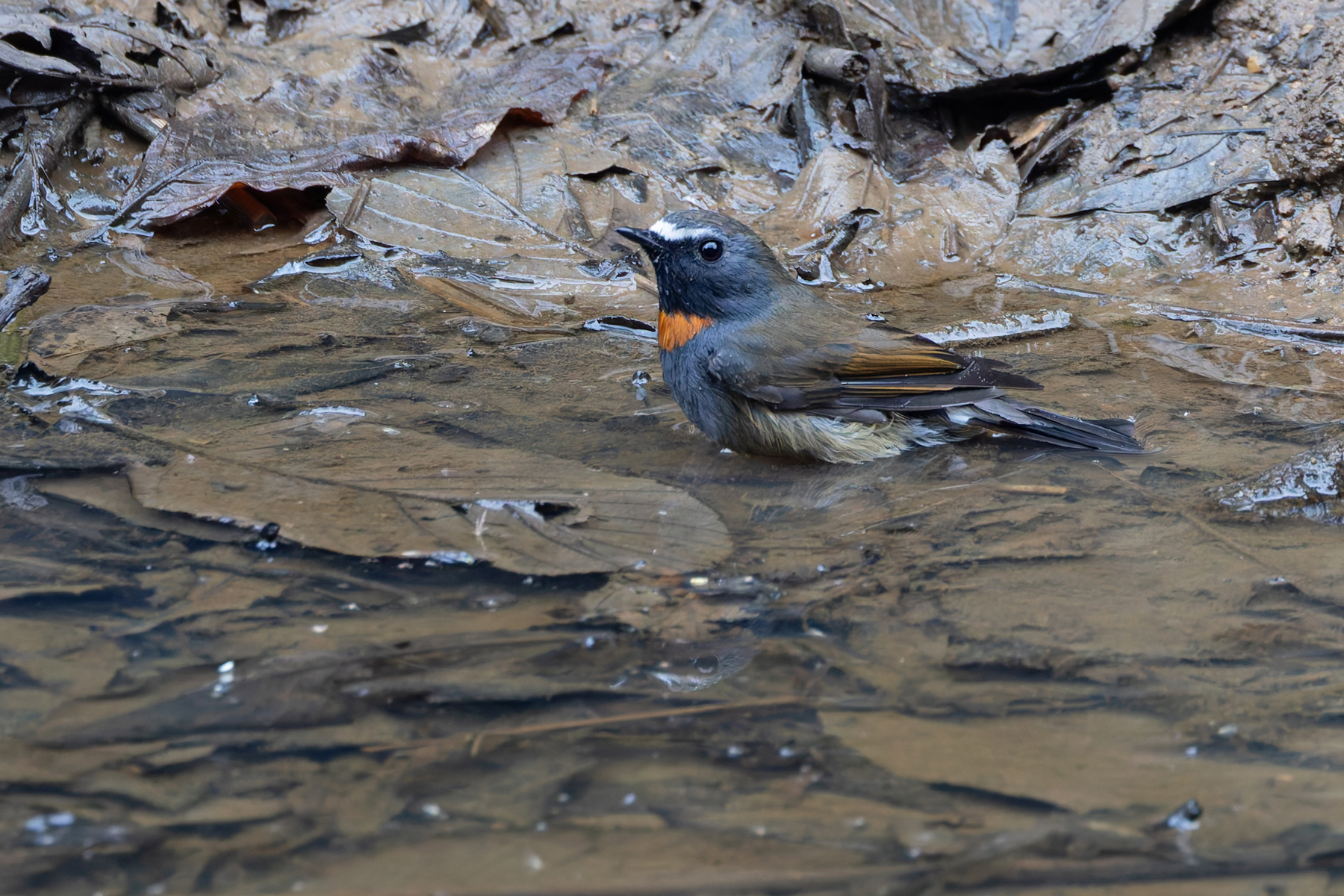 Rufous-gorgeted Flycatcher, common in the mountain forests (Image by Mike Watson)