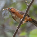 Rusty-cheeked Scimitar Babbler, Kathmandu Valley (Image by Mike Watson)