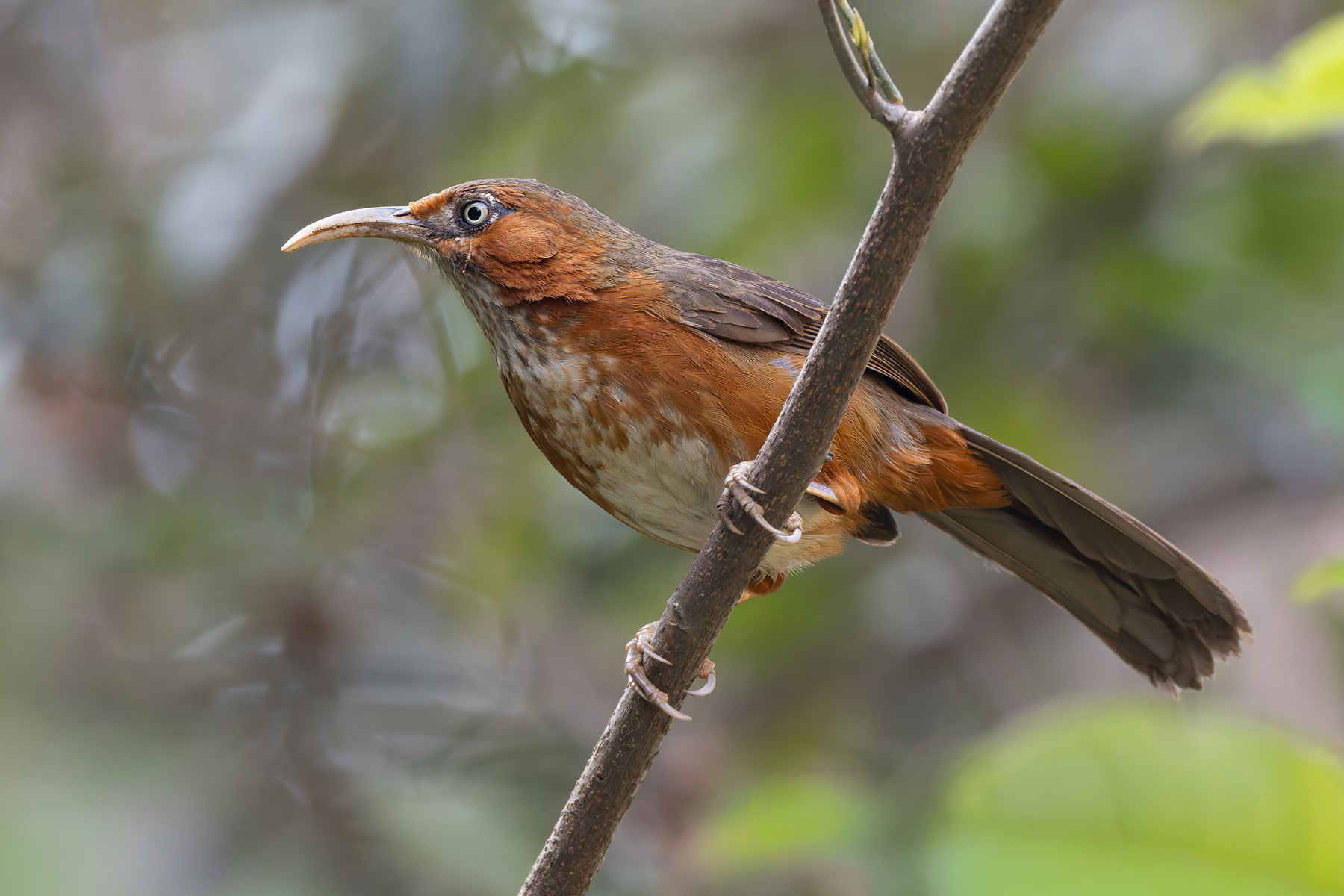 Rusty-cheeked Scimitar Babbler, Kathmandu Valley (Image by Mike Watson)