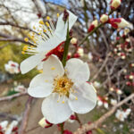 Some early Sakura in Izumi (Image by Mike Watson)