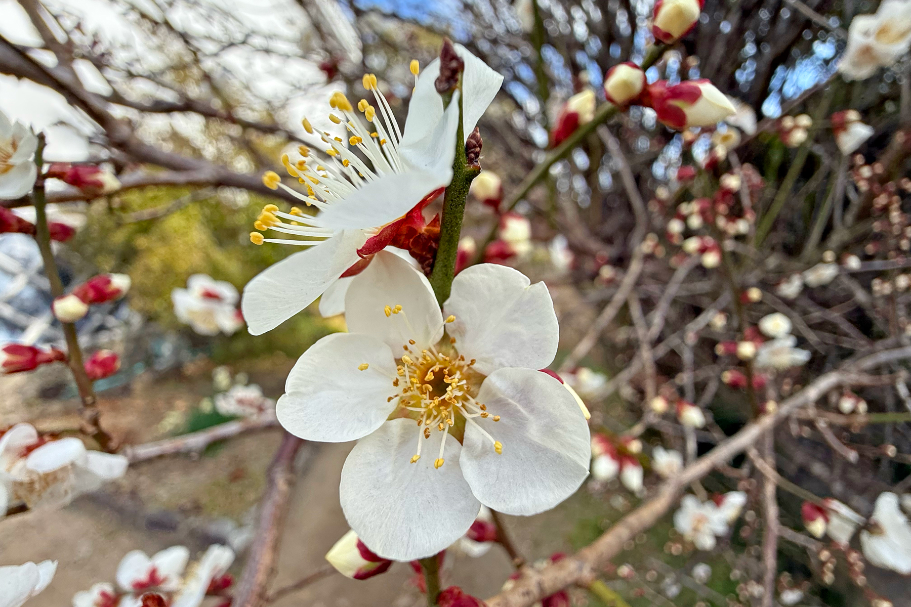 Some early Sakura in Izumi (Image by Mike Watson)
