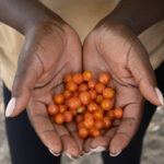 Delicious Saucerberries (image by Inger Vandyke)