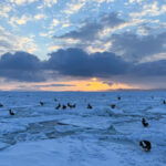 Sea Eagle dawn (Image by Mike Watson)