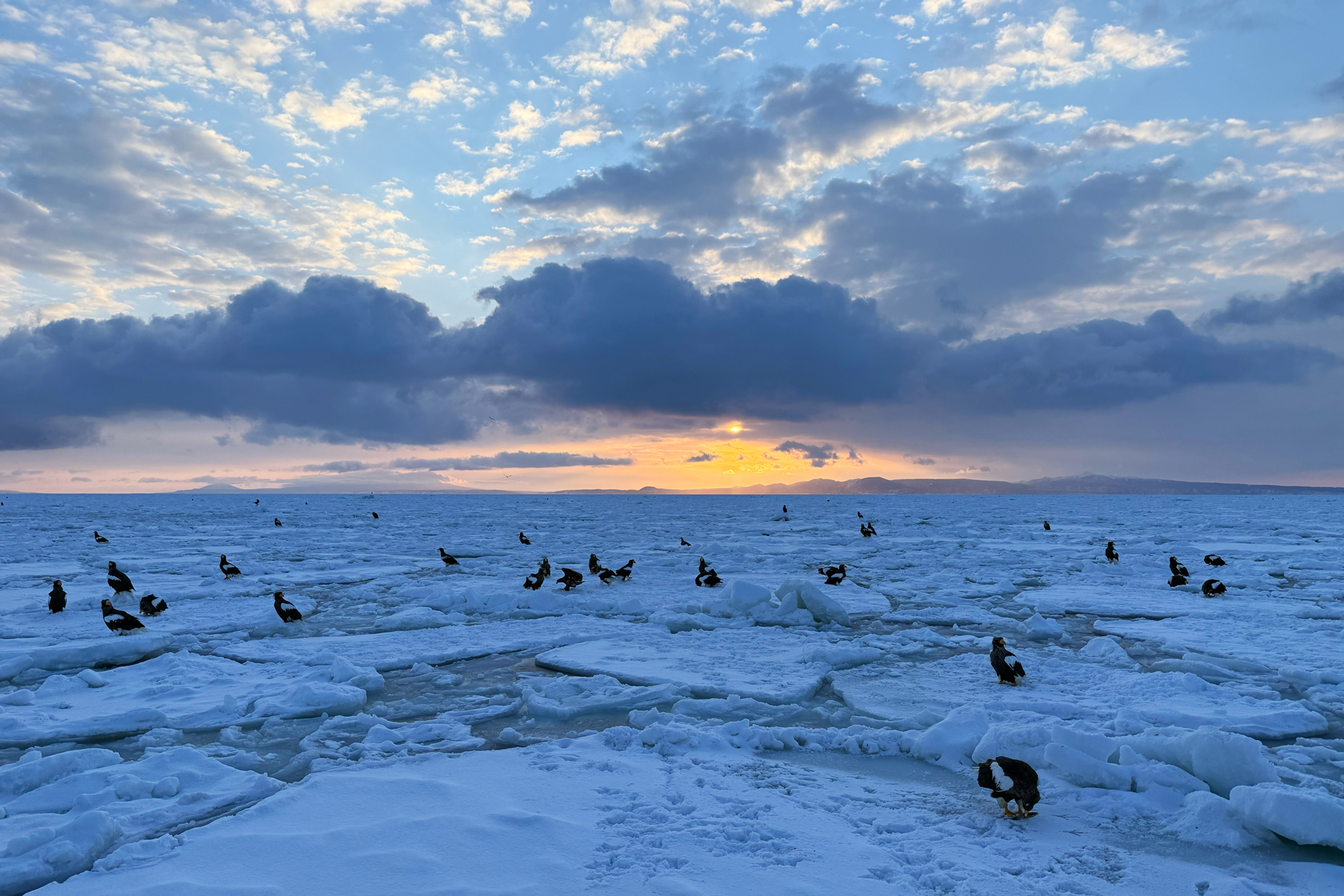 Sea Eagle dawn (Image by Mike Watson)