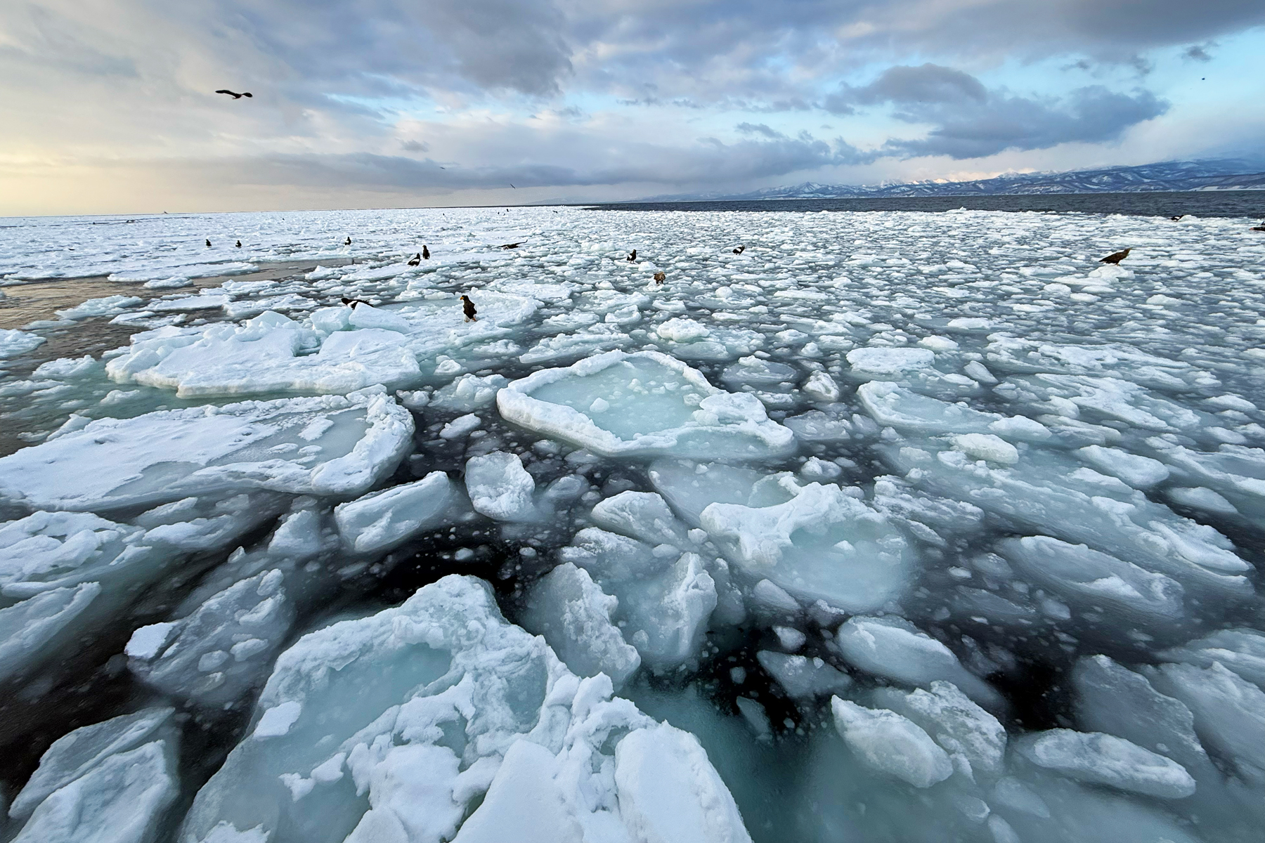 Beautiful drift ice off Rausu, magic! (Image by Mike Watson)