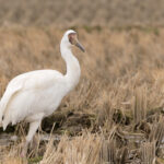 Siberian Crane, a lone vagrant at Arasaki (Image by Mike Watson)
