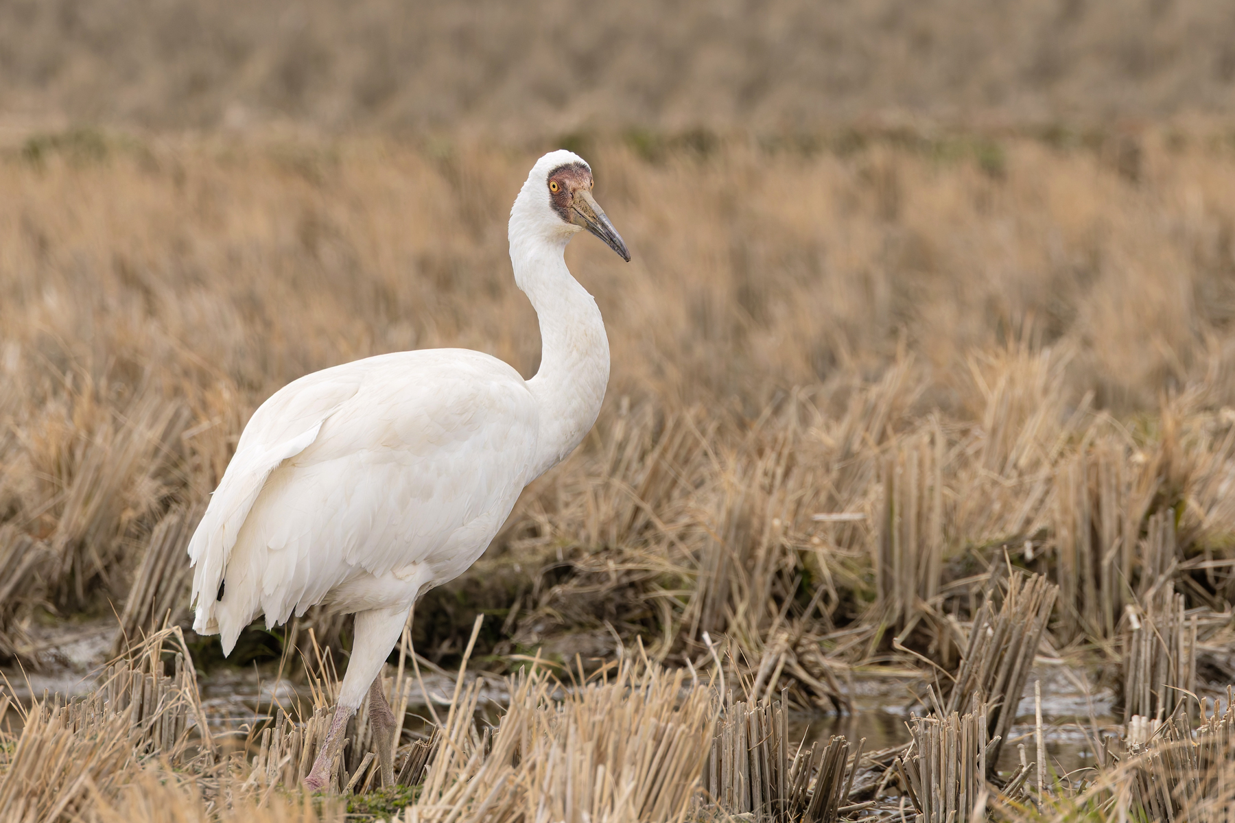 Siberian Crane, a lone vagrant at Arasaki (Image by Mike Watson)