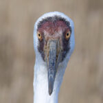 Siberian Crane two-eyed portrait (Image by Mike Watson)