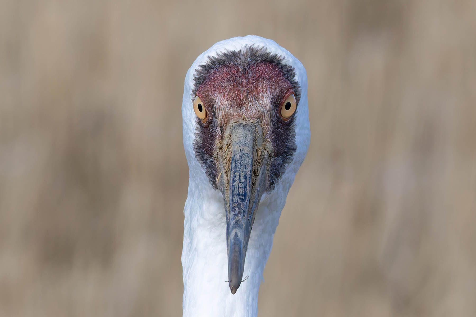 Siberian Crane two-eyed portrait (Image by Mike Watson)