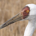Siberian Crane portrait, taken in the field from a vehicle! (Image by Mike Watson)