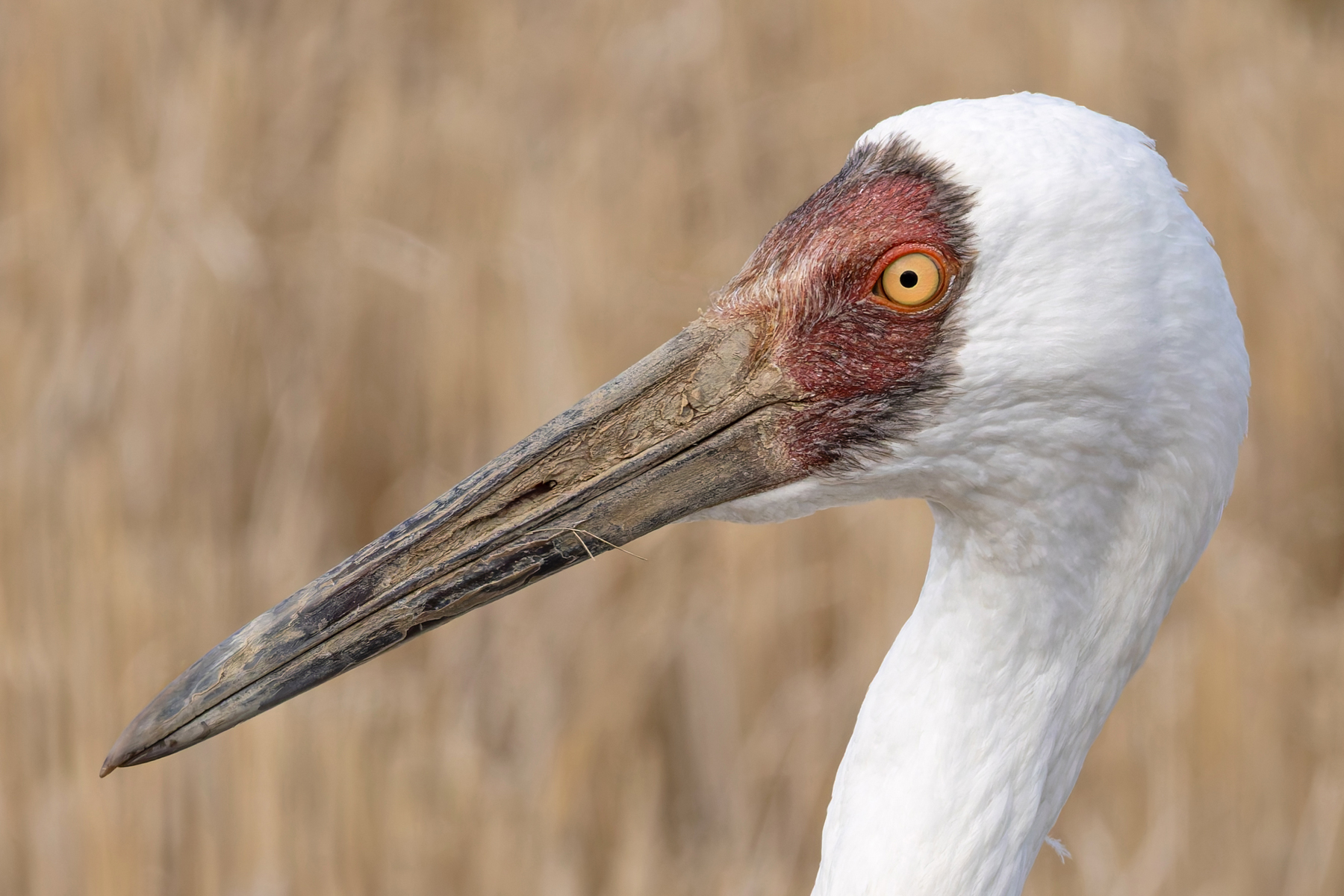Siberian Crane portrait, taken in the field from a vehicle! (Image by Mike Watson)