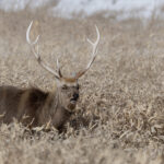 Sika Deer stag, Hokkaido (Image by Mike Watson)