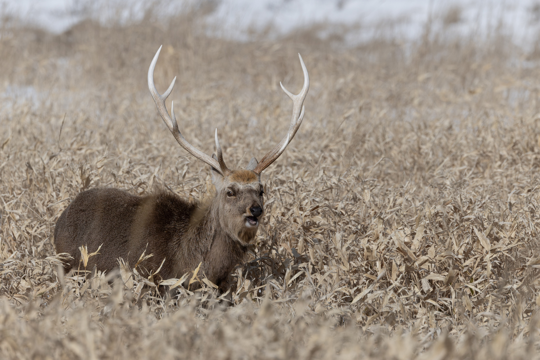 Sika Deer stag, Hokkaido (Image by Mike Watson)