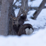 Snowy forest Sika Deer, much less tame than at Notsuke Hanto! (Image by Mike Watson)