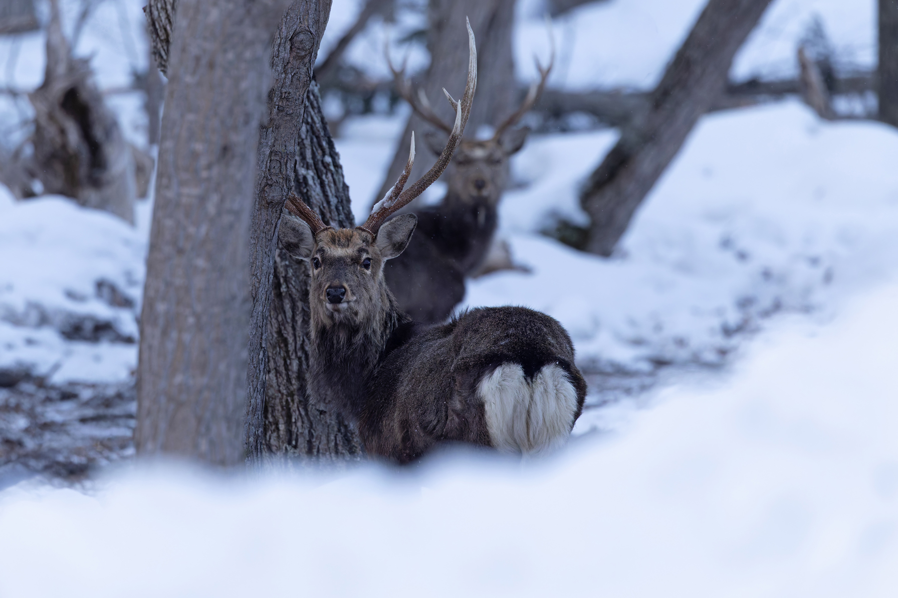 Snowy forest Sika Deer, much less tame than at Notsuke Hanto! (Image by Mike Watson)