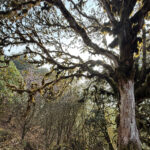 Moss covers the ancient Rhododendron trees in Singalila National Park (image by Mike Watson)