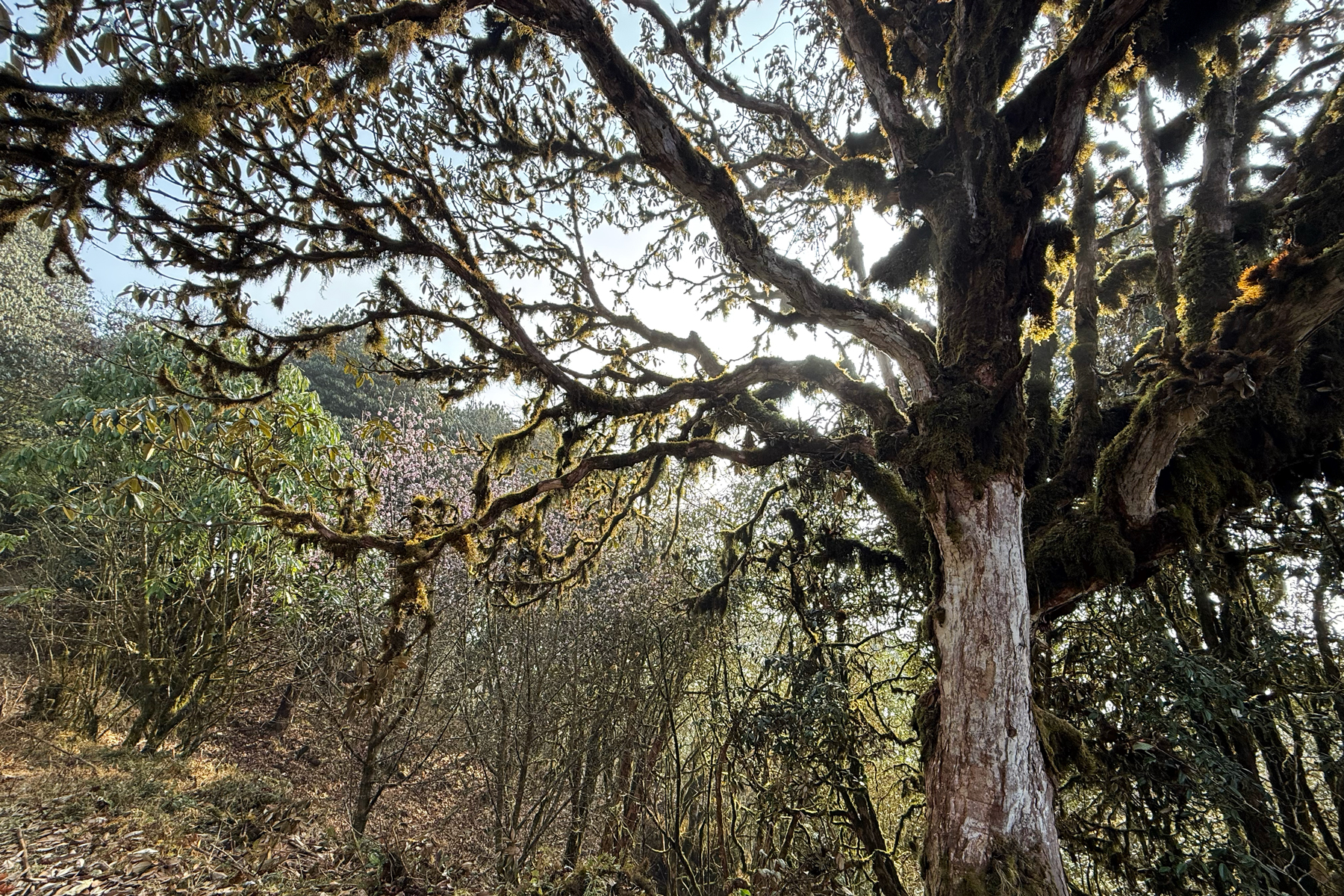 Moss covers the ancient Rhododendron trees in Singalila National Park (image by Mike Watson)