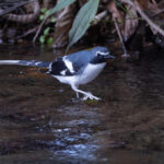 Slaty-backed Forktail, Godavari Botanical Garden (Image by Mike Watson)