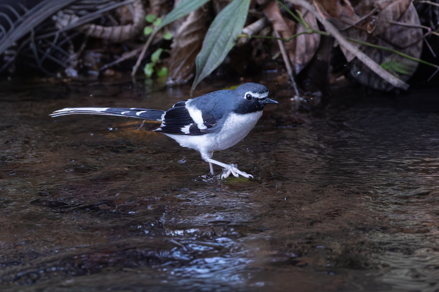 Slaty-backed Forktail, Godavari Botanical Garden (Image by Mike Watson)