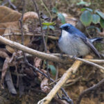 The delightful Slaty-blue Flycatcher (Image by Mike Watson)