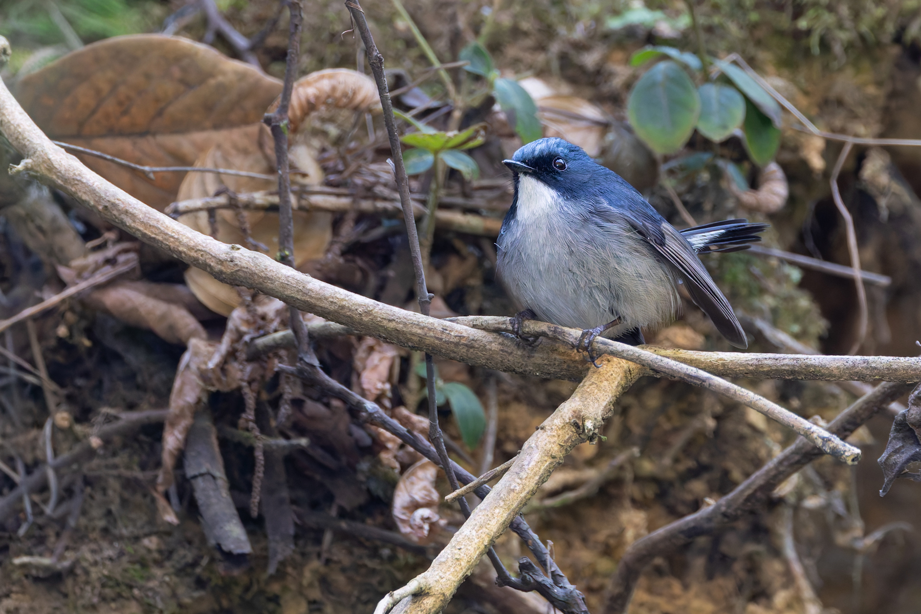 The delightful Slaty-blue Flycatcher (Image by Mike Watson)