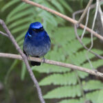 Small Niltava, Kathmandu Valley (Image by Mike Watson)