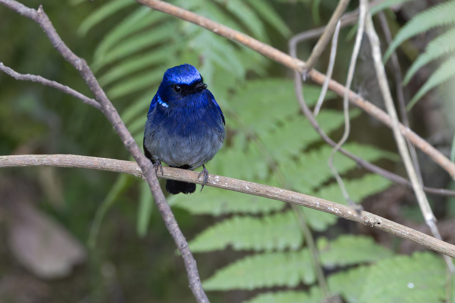 Small Niltava, Kathmandu Valley (Image by Mike Watson)