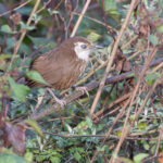 Spiny Babbler is Nepal’s only endemic bird (Image by Mike Watson)