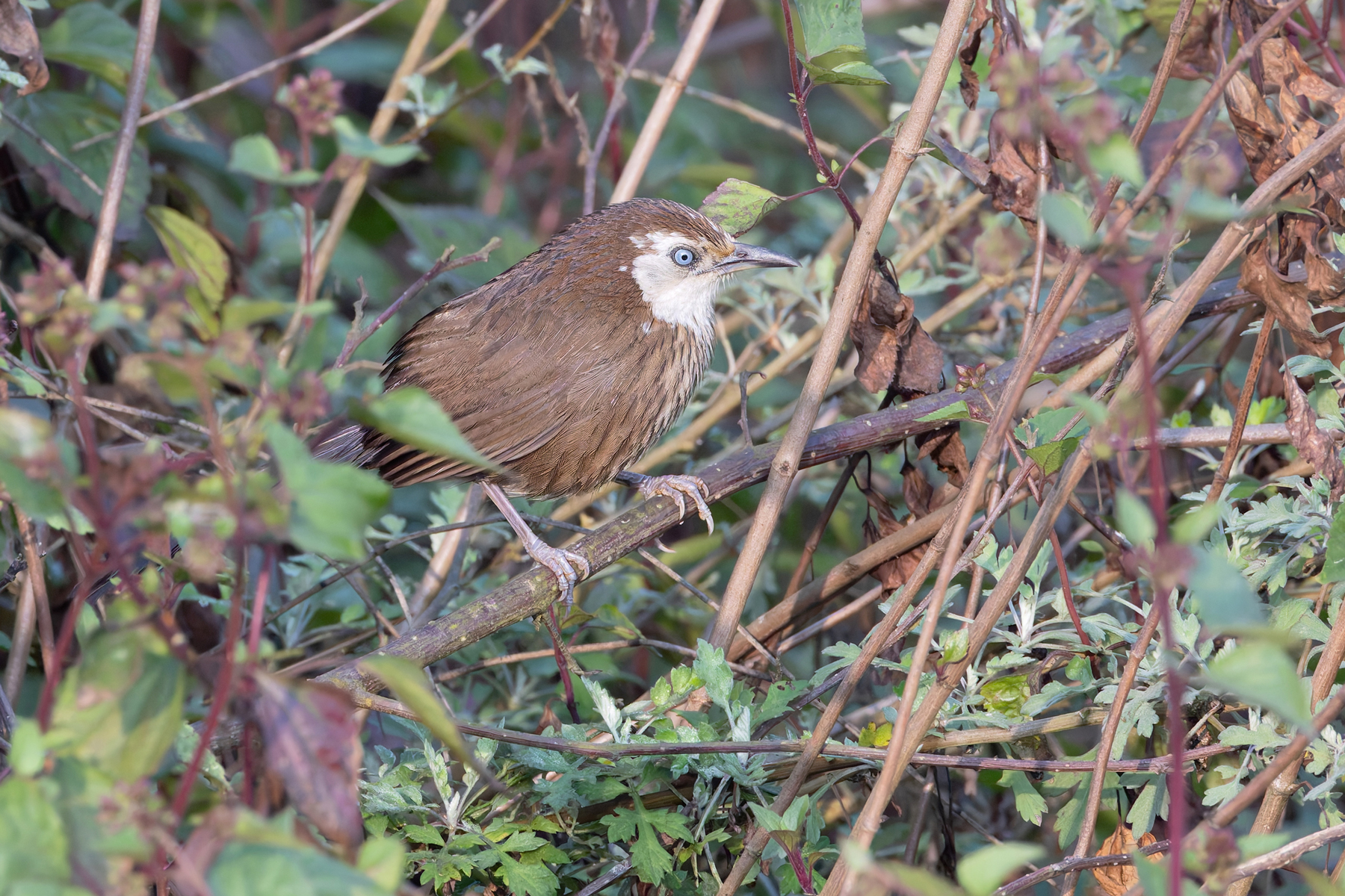 Spiny Babbler is Nepal’s only endemic bird (Image by Mike Watson)