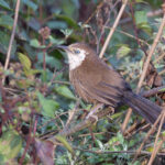 Spiny Babbler, a good reason to bird the Kathmandu Valley (Image by Mike Watson)