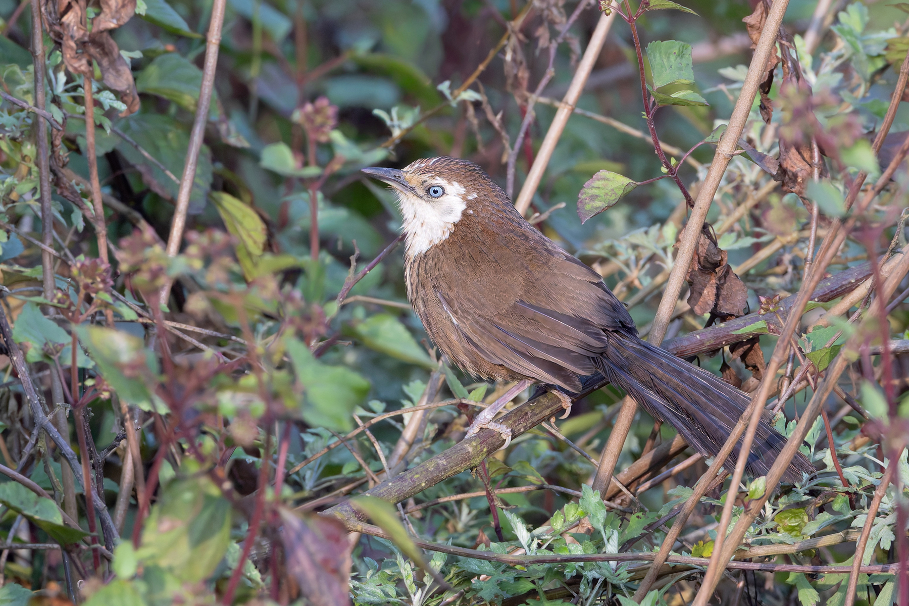Spiny Babbler, a good reason to bird the Kathmandu Valley (Image by Mike Watson)