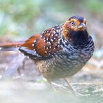 Spotted Laughingthrush is a total beast, a massive laughingthrush! (Image by Mike Watson)