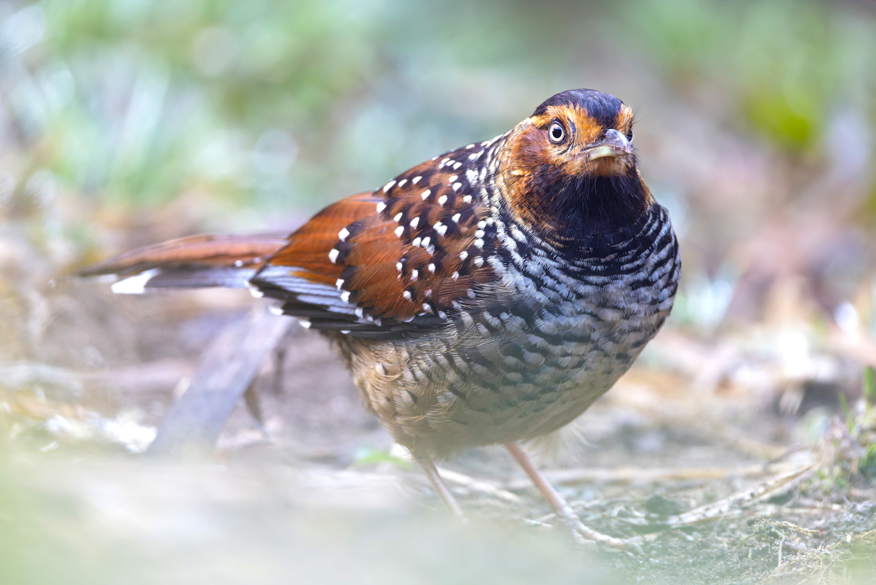 Spotted Laughingthrush is a total beast, a massive laughingthrush! (Image by Mike Watson)