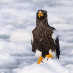 The incomparable Steller’s Sea Eagle, there is simply no other bird like it (Image by Mike Watson)