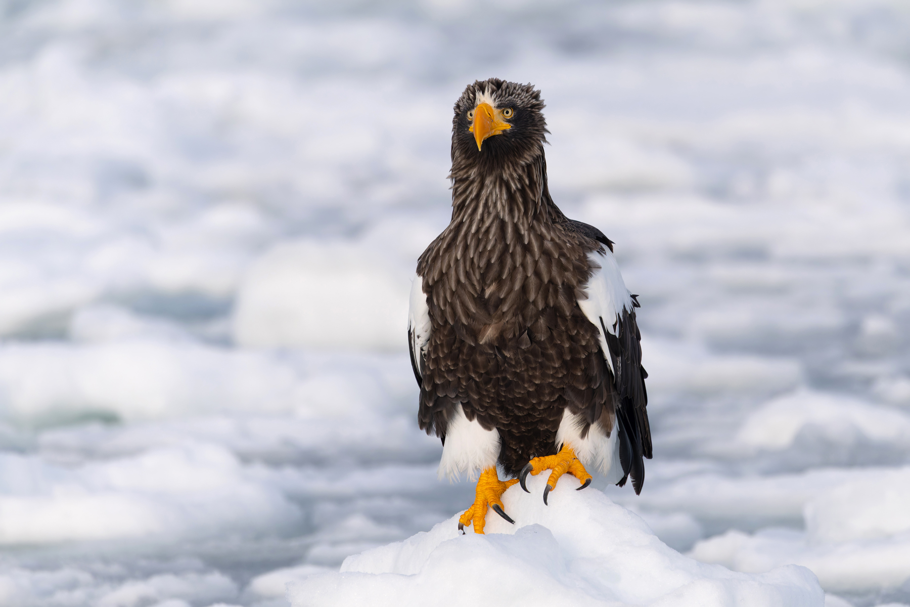 The incomparable Steller’s Sea Eagle, there is simply no other bird like it (Image by Mike Watson)