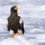 Steller’s Sea Eagle, sunshine, sea ice and perfect eagle portraits galore were had on this boat trip (Image by Mike Watson)