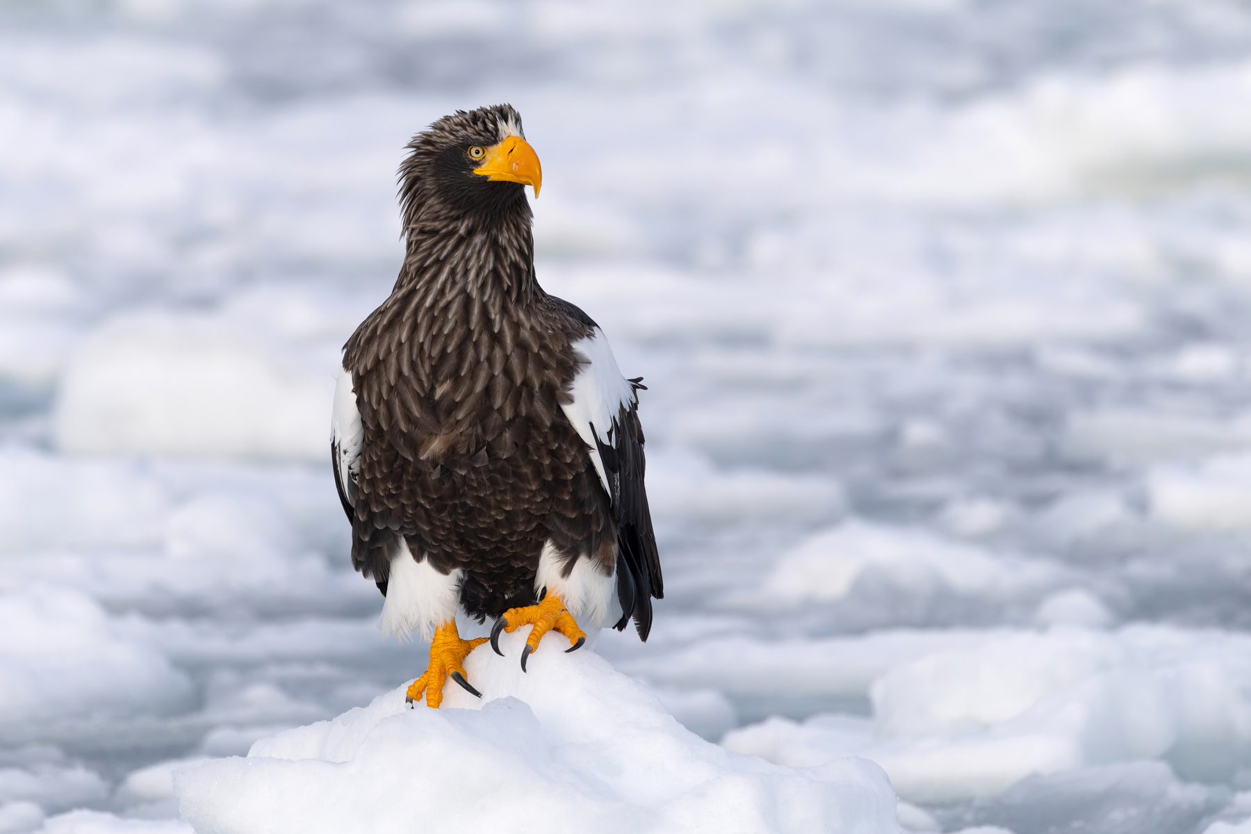 Steller’s Sea Eagle, sunshine, sea ice and perfect eagle portraits galore were had on this boat trip (Image by Mike Watson)