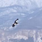 Steller’s Sea Eagle against the mountain forest background of the Shiretoko Peninsula (Image by Mike Watson)
