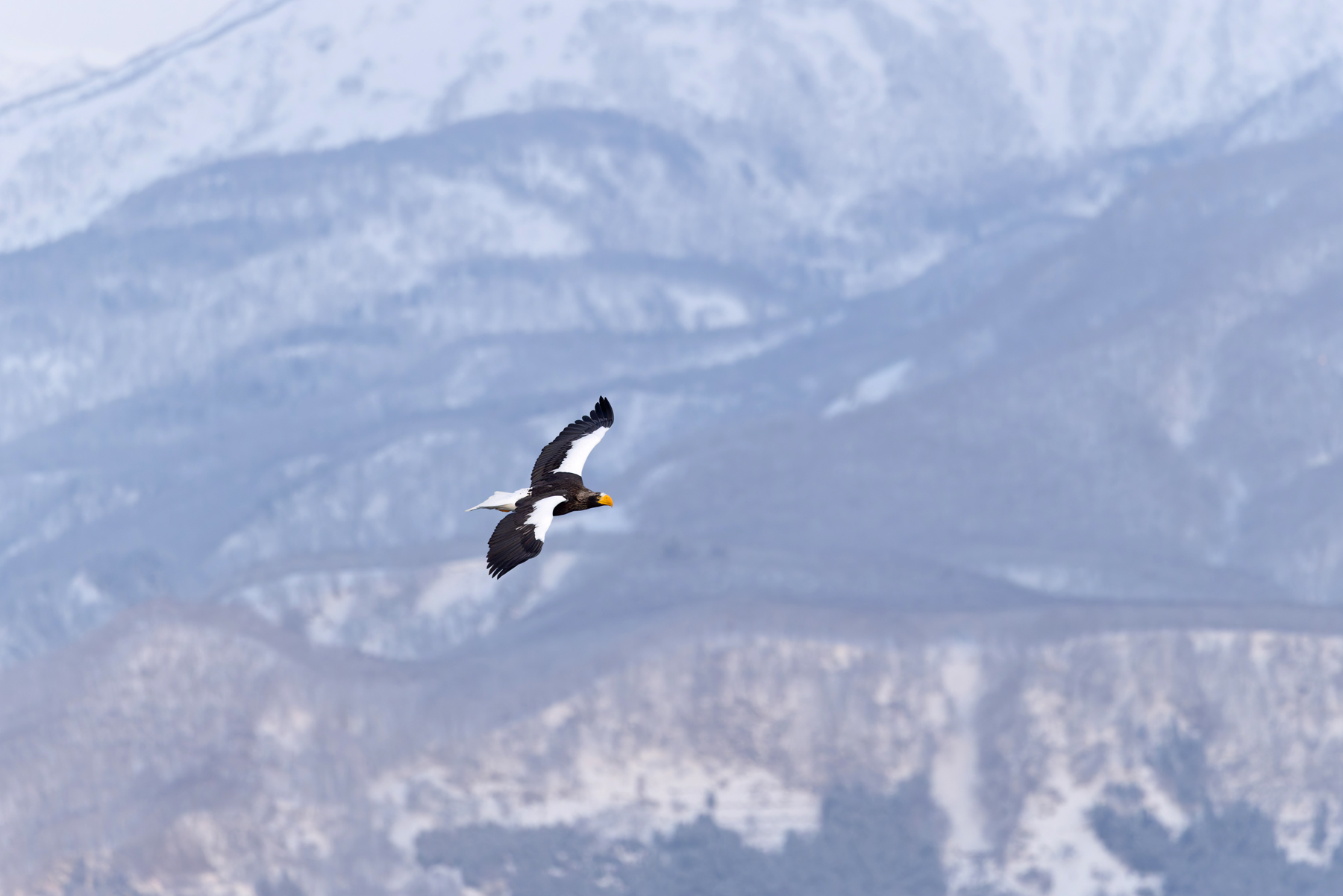 Steller’s Sea Eagle against the mountain forest background of the Shiretoko Peninsula (Image by Mike Watson)